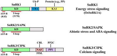 The rice SnRK family: biological roles and cell signaling modules